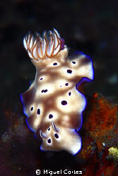 Nudibranch by Miguel Cortes 